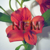 alstroemeria red flowers